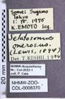 Etiketten zu Pristilophus onerosus (Lewis, 1894) (NHMW-ZOO-COL-0008370)